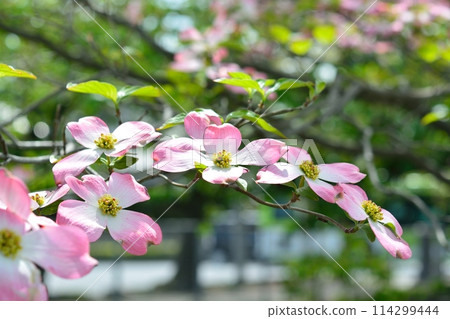 Dogwoods and fresh greenery blooming in the refreshing early summer 114299444