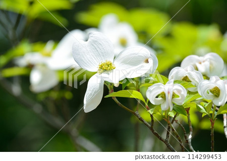 Dogwoods and fresh greenery blooming in the refreshing early summer 114299453