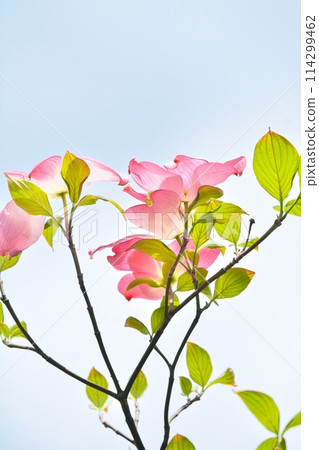 山茱萸和新綠在清爽的初夏綻放 114299462