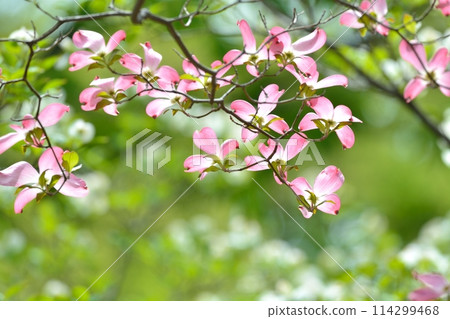 Dogwoods and fresh greenery blooming in the refreshing early summer 114299468
