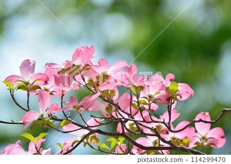 Dogwoods and fresh greenery blooming in the refreshing early summer Dogwoods and fresh greenery blooming in the refreshing early summer 114299470