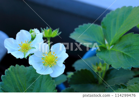 草莓花 114299476