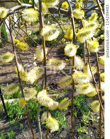 A flowering willow, grafted onto a tree trunk, blooms in the garden. A flowering willow, grafted onto a tree trunk, blooms in the garden. 114299483