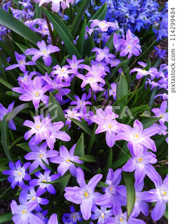 Chionodox group. In spring, blue Chionodox flowers bloom in the garden. Chionodox group. In spring, blue Chionodox flowers bloom in the garden. 114299484