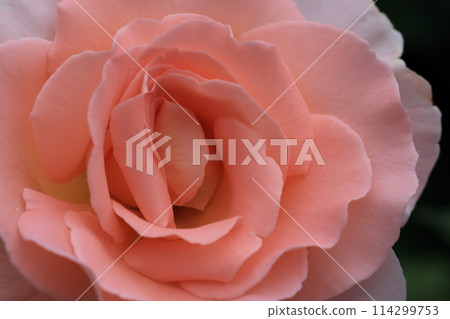 rose rose 114299753