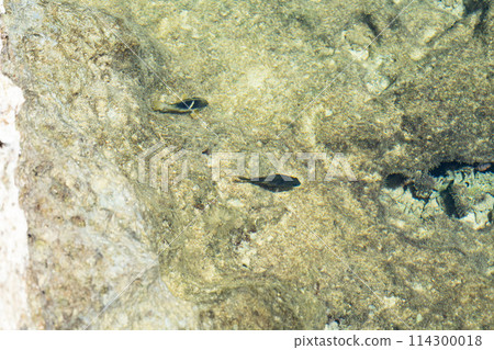 Okinawa Prefecture Miyakojima City Island Heaven Summer Vacation Morning Clouds Panari Reef Heianazaki Lighthouse Coral Reef East Heianazaki Fish 114300018