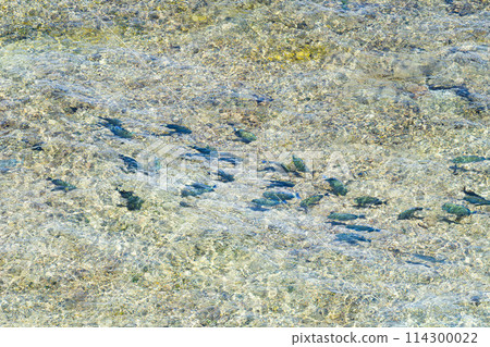 Okinawa Prefecture Miyakojima City Island Heaven Summer Vacation Morning Clouds Panari Reef Heianazaki Lighthouse Coral Reef East Heianazaki Fish Okinawa Prefecture Miyakojima City Island Heaven Summer Vacation Morning Clouds Panari Reef Heianazaki Lighthouse Coral Reef East Heianazaki Fish 114300022
