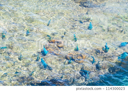 Okinawa Prefecture Miyakojima City Island Heaven Summer Vacation Morning Clouds Panari Reef Heianazaki Lighthouse Coral Reef East Heianazaki Fish 114300023