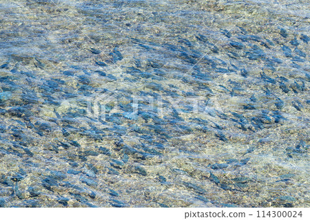 沖繩縣、宮古島市、海島天堂、暑假、早晨、雲、帕納裡、礁石、平安名崎燈塔、珊瑚礁、東平安名崎、魚 114300024