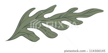 Spring leaf, branch of summer foliage and botany Spring leaf, branch of summer foliage and botany 114300145
