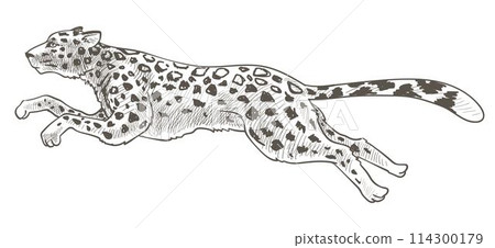 Running cheetah or leopard animal in motion vector Running cheetah or leopard animal in motion vector 114300179