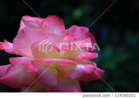 rose rose 114300201
