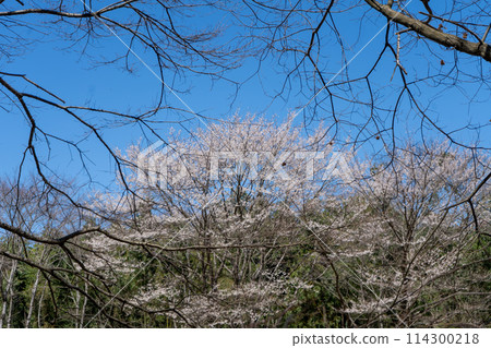 Sakura that shines in the blue sky Sakura that shines in the blue sky 114300218