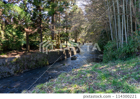 Bamboo landscape Bamboo landscape 114300221