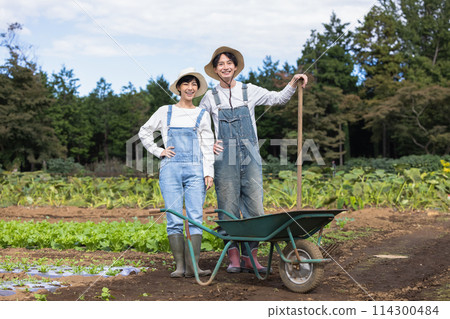 男人和女人在田裡收穫蔬菜 114300484