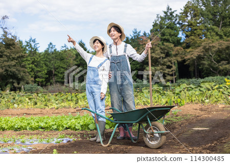 Men and women harvesting vegetables in the field 114300485