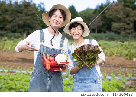 Men and women harvesting vegetables in the field Men and women harvesting vegetables in the field 114300488