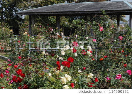 荒尾市少女公民花壇玫瑰花, 荒尾市少女公民花壇玫瑰花, 114300521