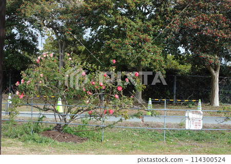 Arao City Ominous Citizen Flower Bed Rose Flower, Arao City Ominous Citizen Flower Bed Rose Flower, 114300524
