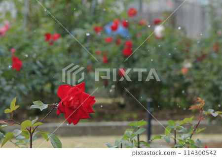 荒尾市少女公民花壇玫瑰花, 荒尾市少女公民花壇玫瑰花, 114300542