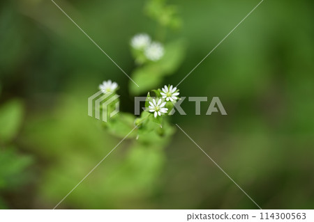 Chickweed (Chickweed) Chickweed (Chickweed) 114300563