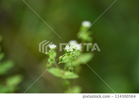 Chickweed (Chickweed) 114300564