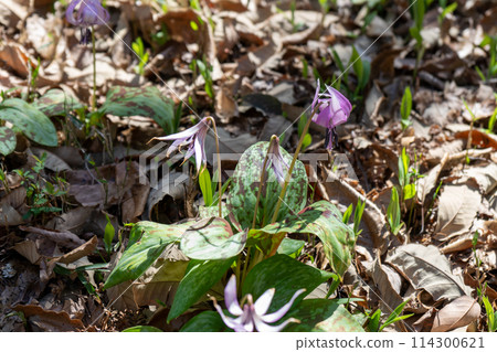 宣布春天到來的片假花 宣布春天到來的片假花 114300621