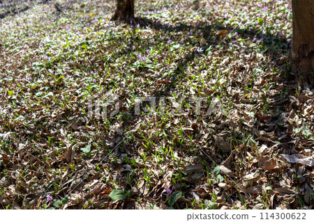 Katakuri花 114300622