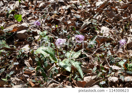 開花在早期的春天的Katakuri花 114300623