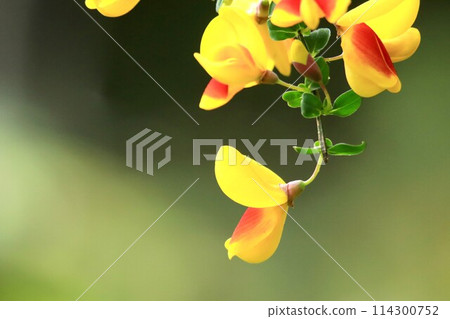 Hobeni Enicida 114300752