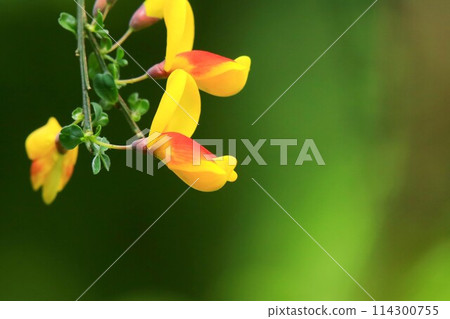 Hobeni Enicida 114300755