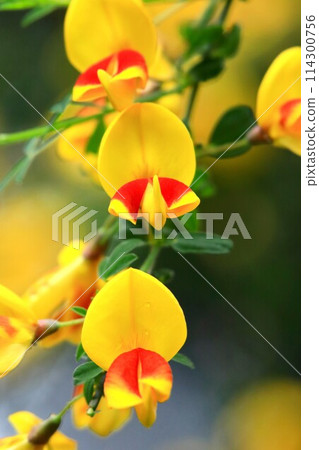 Hobeni Enicida 114300756