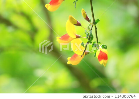 Hobeni Enicida Hobeni Enicida 114300764