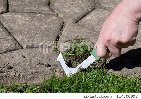 Removing grass in paving slabs on the street. A tool for removing the root system of plants 114300908