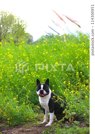 Mighty, the Boston terrier, gazes cutely at the canola flower field where carp streamers are flying in the sky. Mighty, the Boston terrier, gazes cutely at the canola flower field where carp streamers are flying in the sky. 114300951