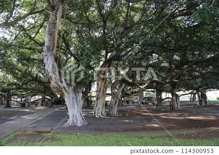 Banyan Tree in Lahaina, Maui 114300953