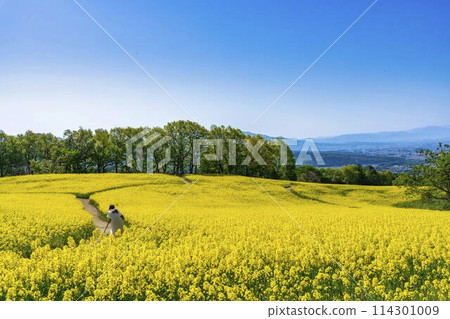 初夏盛開的油菜花，福島縣喜多方市三倉高原的花田 114301009