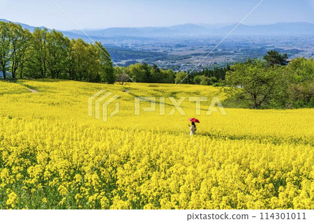 Rape blossoms blooming in early summer in the flower fields of Sannokura Plateau, Kitakata City, Fukushima Prefecture 114301011
