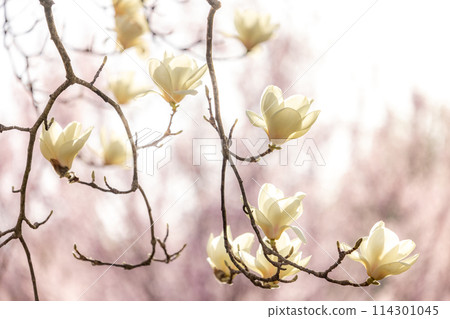 Magnolia shining in the backlight 114301045