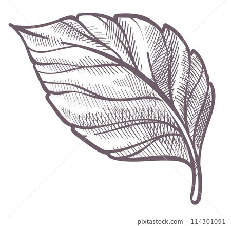 Leaf plant, colorless foliage botany of forest 114301091