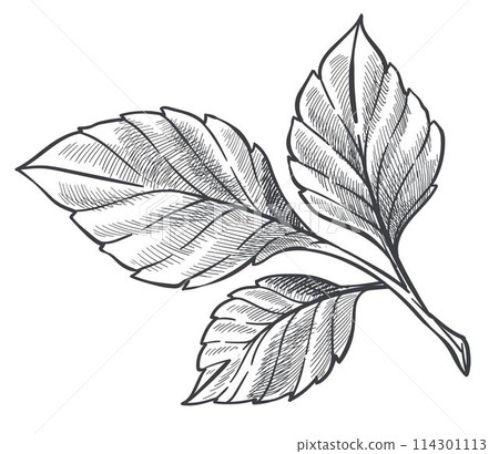 Natural flora of strawberry plant, outline sketch 114301113