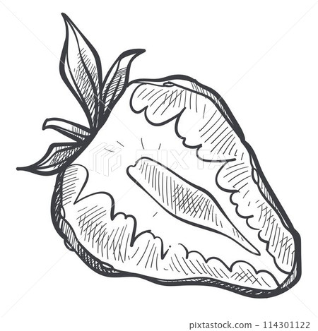 Strawberry berry cut in half, monochrome sketch 114301122