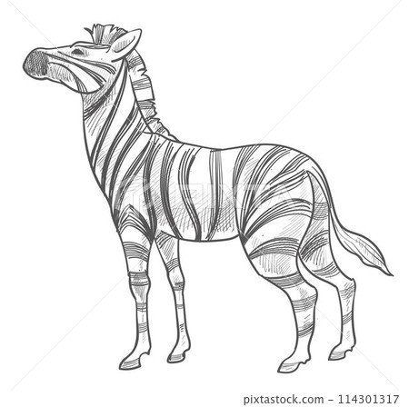 Zebra animal with stripes, wildlife mammals vector 114301317