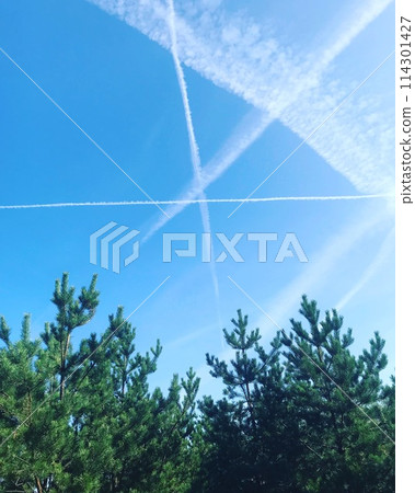 branches of a tree with plane trails branches of a tree with plane trails 114301427