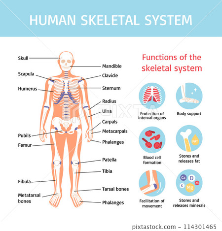 Human body and organs infographics in flat design Human body and organs infographics in flat design 114301465