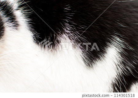 Close up of black and white cat's fur, abstract background. Close up of black and white cat's fur, abstract background. 114301518