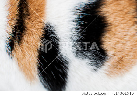 Close up of a cat's white fur with orange and black spots. Abstract background and texture for  design, tricolor cat 114301519