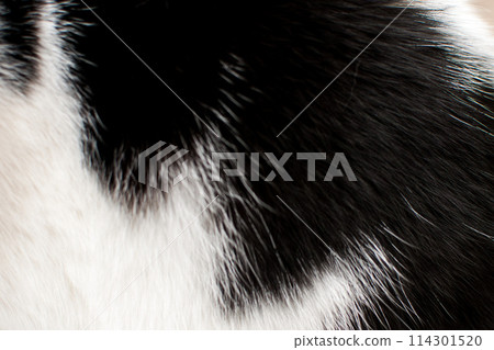 Close up of black and white cat's fur texture for background. Close up of black and white cat's fur texture for background. 114301520