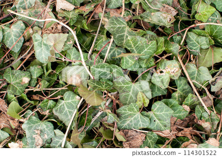 Green ivy leaves on the ground,  close-up, background 114301522