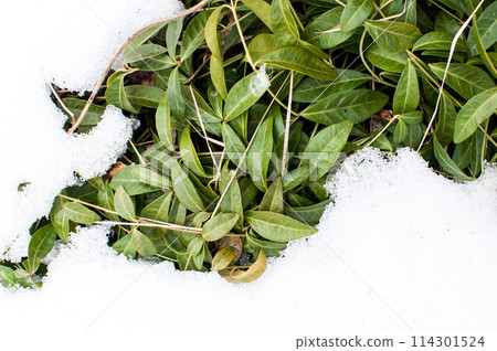 green leaves under the snow, winter background green leaves under the snow, winter background 114301524